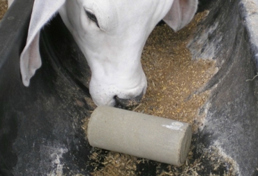 4 cualidades de un suplemento mineral para bovinos