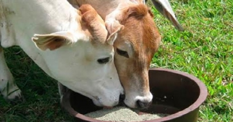 Estos son otros reguladores de consumo para bovinos además de la sal común