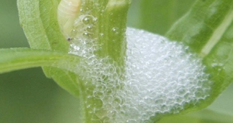 Conozca 3 formas de control del salivazo de la caña