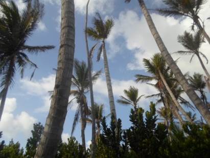 El ICA trabaja por la preservación de los cultivos de cocoteros en el archipiélago de San Andrés y Providencia - 15 de mayo de 2017