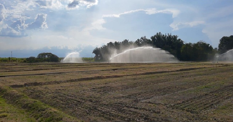 Semillas de arroz de origen CIAT, el complemento perfecto para la siembra directa
