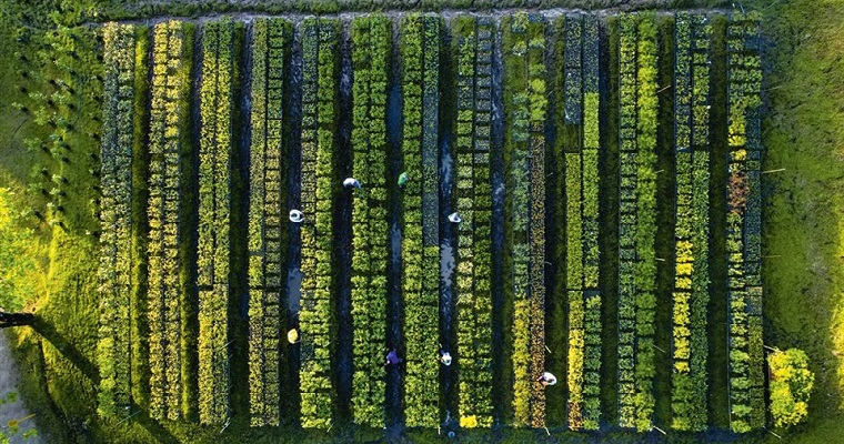 Educar y reforestar para proteger la selva