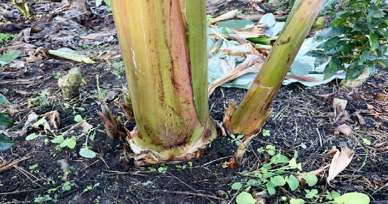 Material de propagación de plátano con énfasis en productividad y seguridad alimentaria en el departamento del Huila