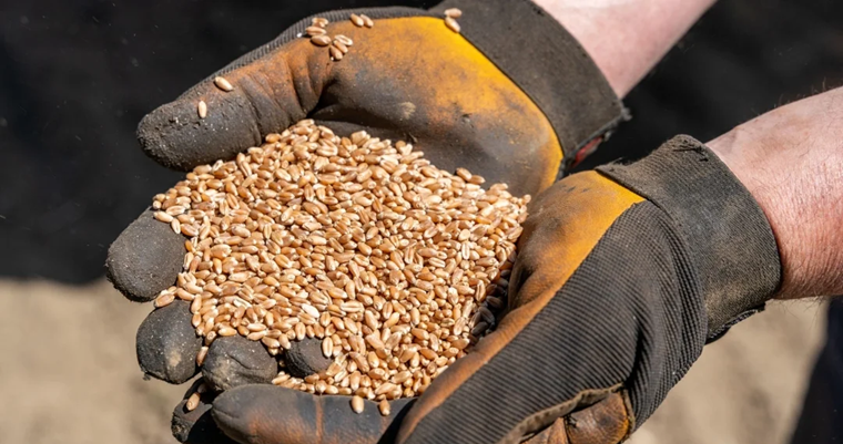 El uso de las semillas mejoradas en el campo puede proteger sus cultivos de la lluvia