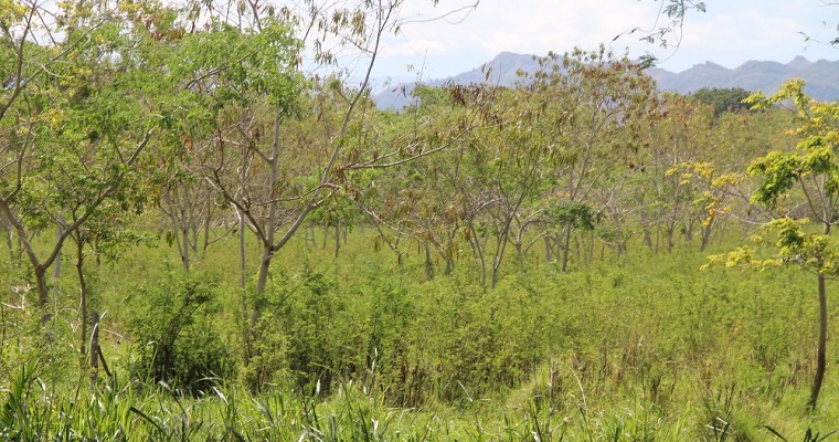 No solo de pasto se alimenta el ganado