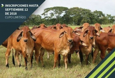 Así será seminario sobre ganadería climáticamente inteligente en Neiva