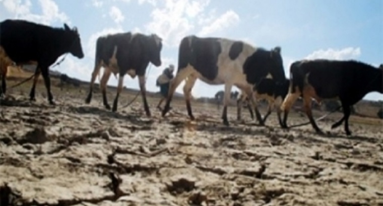 Invertir en las pasturas para las épocas flacas