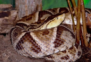 Aumento preocupante de los accidentes ofídicos