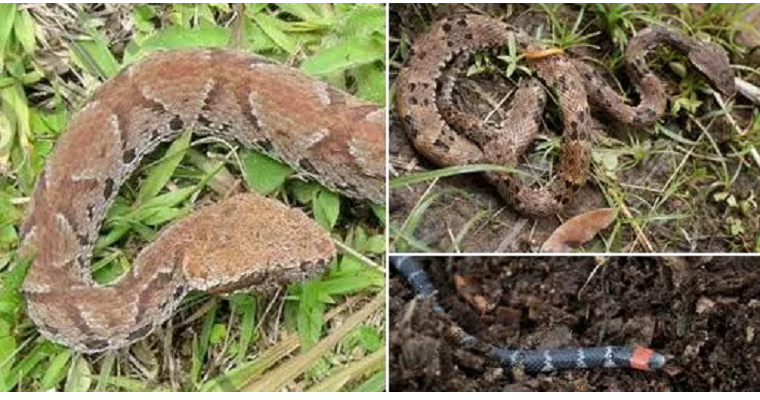 Proteja su predio de serpientes y alacranes con un repelente natural