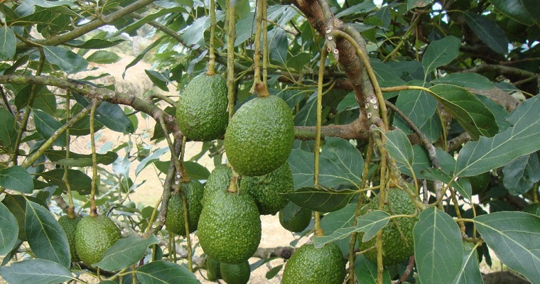 El “oro verde” en el Cauca cuenta con nueva tecnología que busca consolidarlo como uno de los mayores productores en Colombia