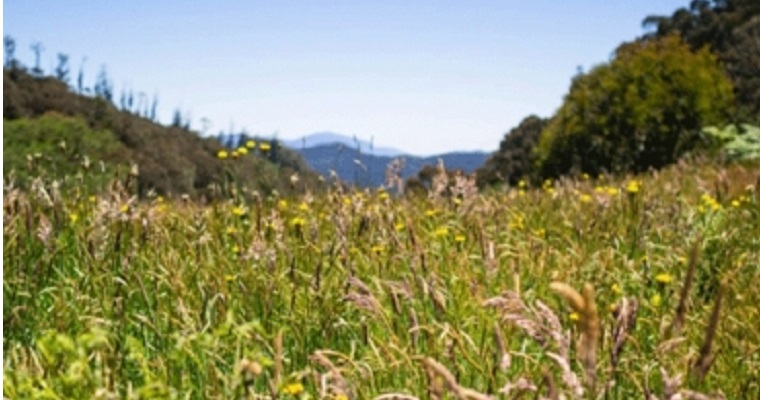 Conozca la siembra y tipos de las pasturas polifitas