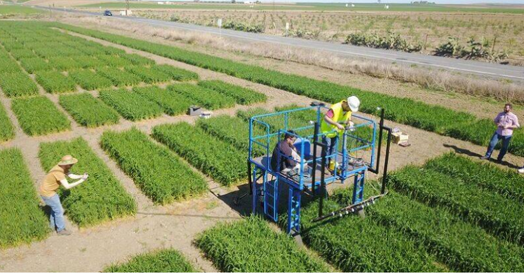 El futuro de los cereales también es tecnológico