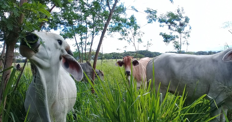 Sistemas silvopastoriles una alternativa para nutrir su ganado y proteger el medio ambiente
