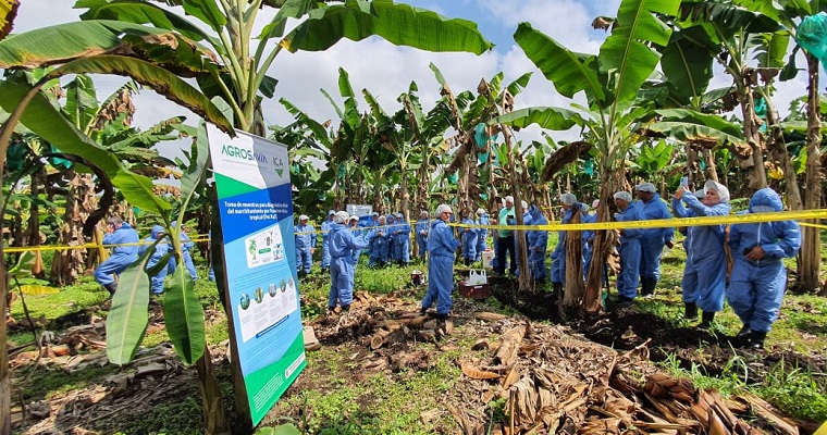 Platanicultores, asistentes técnicos y extensionistas del Eje Cafetero se capacitaron para prevenir y contener el marchitamiento de las musáceas (Foc R4T) en los cultivos de plátano