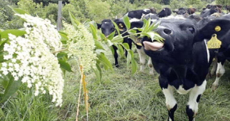¿Para qué pasar a una ganadería sostenible y cómo hacerlo?