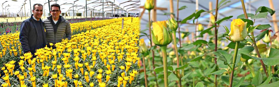 El ICA supervisa la calidad fitosanitaria de cerca 600 millones de tallos de flores enviados a los Estados Unidos para la fiesta de San Valentín
