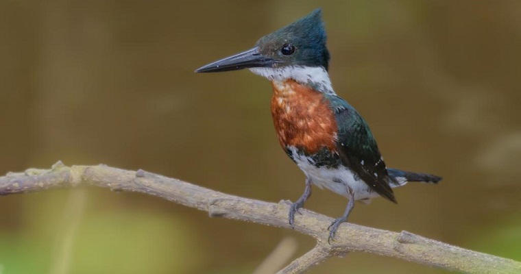 Un bosque lleno de alas y colores en el Centro de Investigación Turipaná, hace de este lugar un espacio para conocer