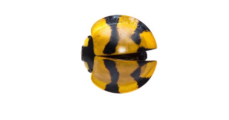 Los entomólogos se darán cita en Medellín para participar en el 46° Congreso de Entomología de Socolen 2019