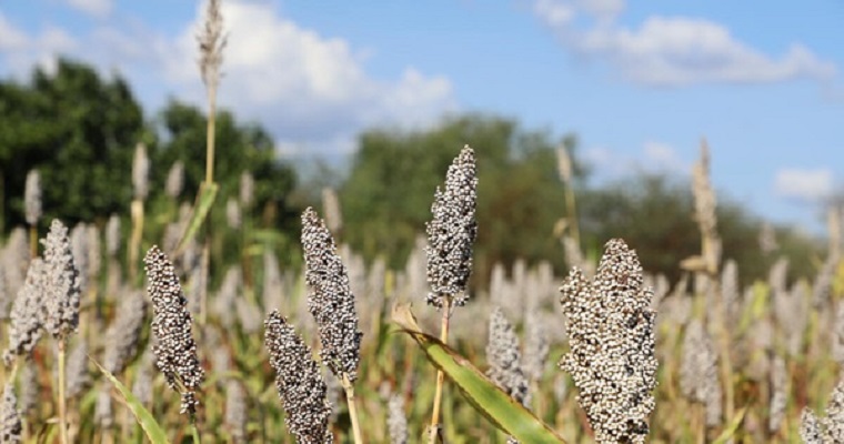 Semana de la Bioenergía GEBP: La FAO subraya la necesidad de garantizar la sostenibilidad de la bioenergía para alcanzar los objetivos climáticos