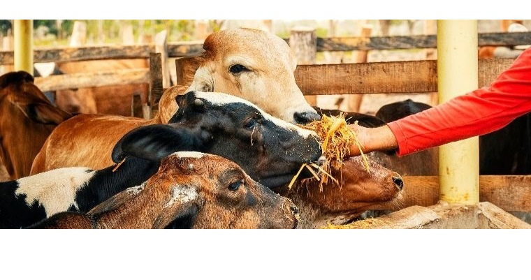 AGROSAVIA promueve suplemento alimenticio para el ganado, clave para afrontar sequía