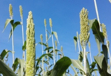 Conozca el JJT-18, un sorgo dulce para la producción de ensilaje y suplementación