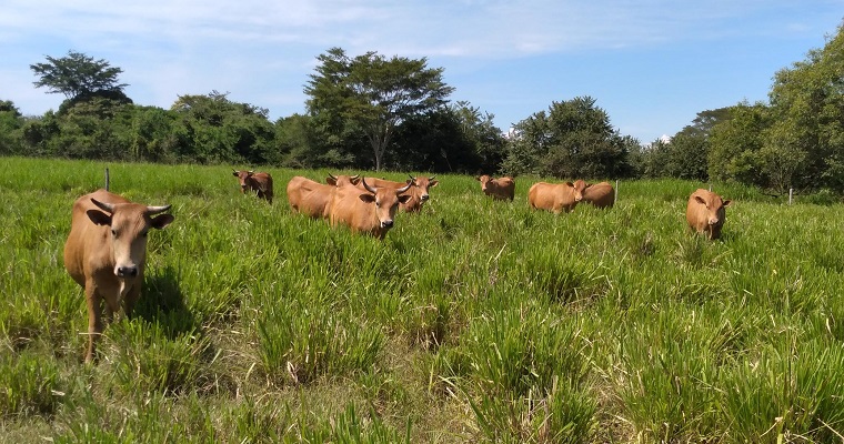 Se acerca el final de la subasta virtual de razas criollas bovinas de AGROSAVIA