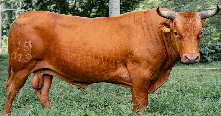Este diciembre: participe en gran subasta virtual de razas criollas bovinas