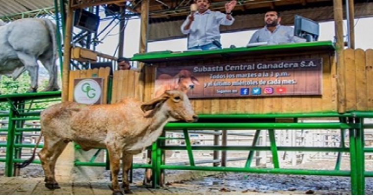 Pese a cuarentena, subastas virtuales dinamizan venta de ganado