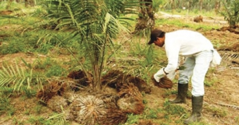 Subproductos de palma africana mejoran producción de leche