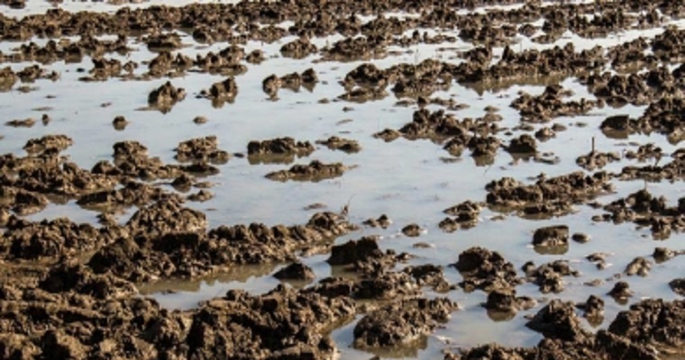 El suelo: recurso natural valioso, escaso y amenazado