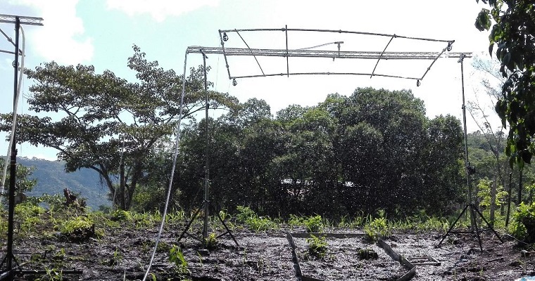 Investigación de AGROSAVIA y la UNAL revela cómo el método de cosecha influye en la pérdida de suelo en cultivos de caña para producción de panela