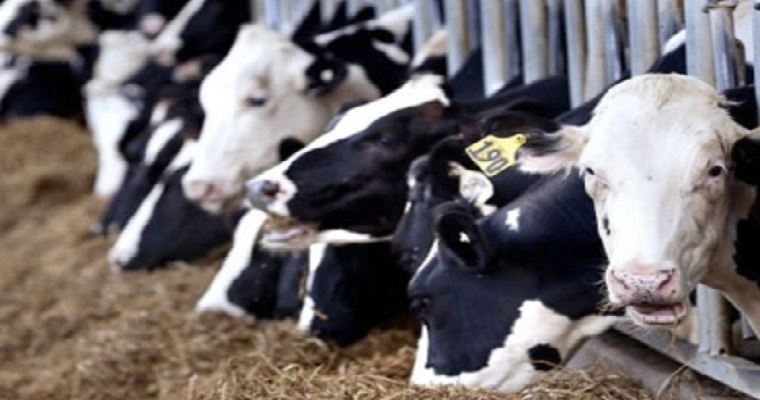 Conozca esta mezcla para crear un suplemento que mejora la producción de leche