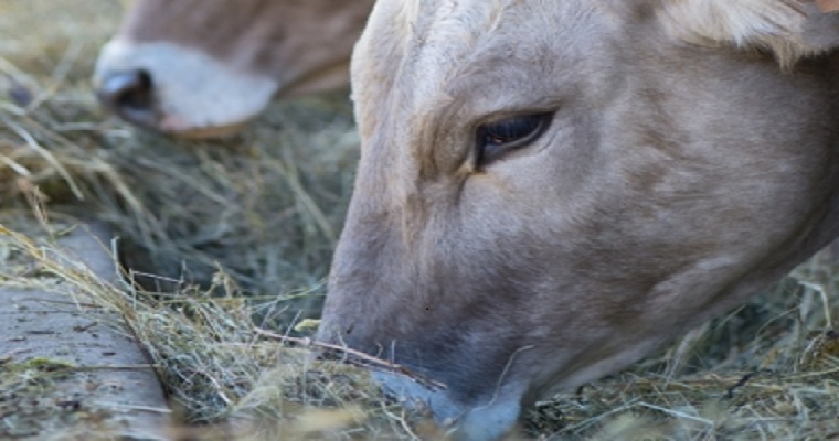 Suplementación mineral mitiga efectos del estrés calórico