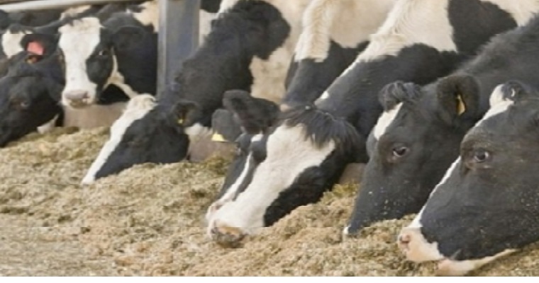 3 aspectos a tener en cuenta en la elección de la suplementación bovina