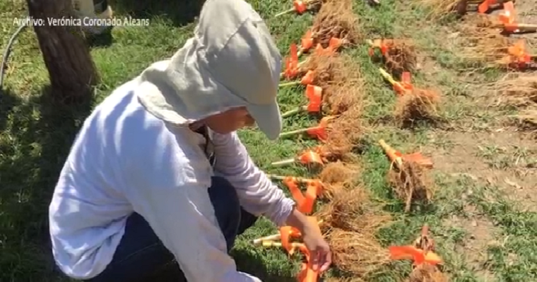 Software caracteriza más ágilmente plantas de maíz