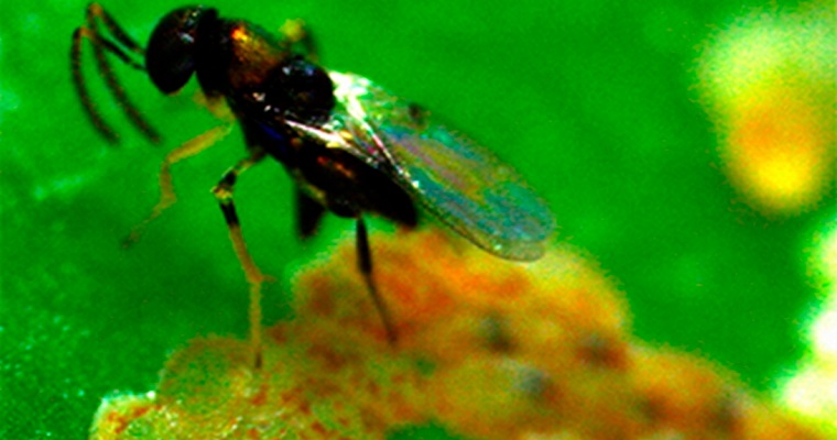 Nueva especie para la ciencia acaba de ser descrita en la Colección Taxonómica Nacional de Insectos "Luis María Murillo" (CTNI)