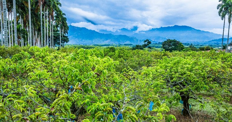 Guanábana: La fruta tropical que está revolucionando el sector agropecuario