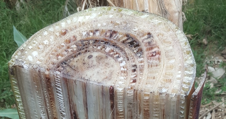 ASCOLFI y AGROSAVIA invitan a Taller teórico-práctico en Diagnóstico y Métodos de Caracterización de Fitopatógenos