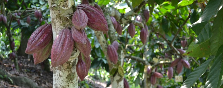 AGROSAVIA y CATIE trabajan en conjunto por el sector cacaotero en Colombia