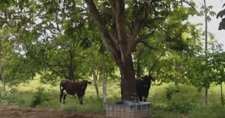 Sabe en qué consiste la técnica de sombrío inteligente