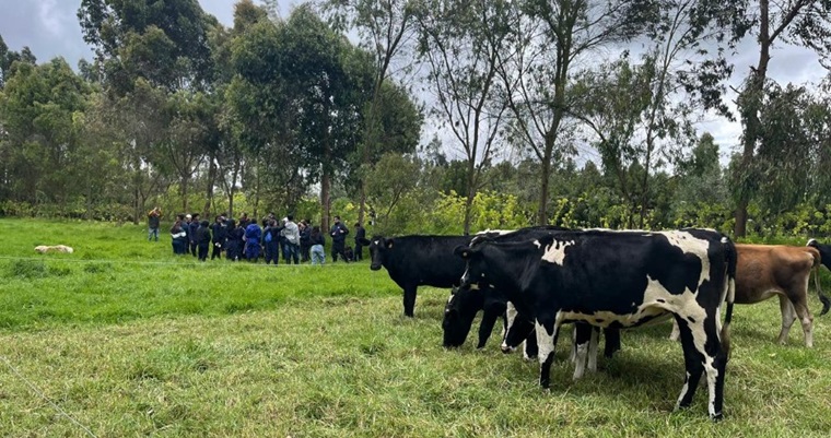 Tecnología para productores lecheros del Trópico Alto colombiano promete reducir costos hasta un 47 %