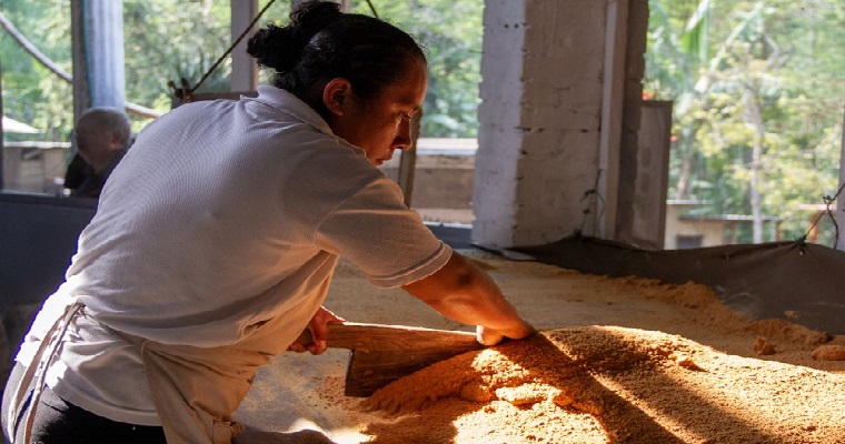 Tecnologías de la caña y la panela más cerca del productor