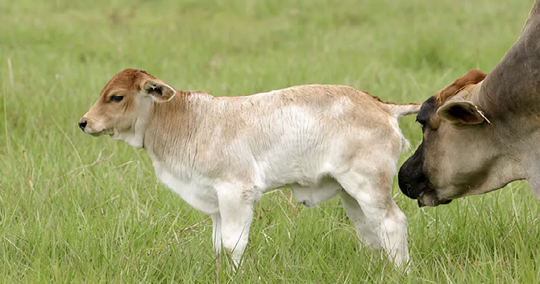 5 enfermedades hereditarias del sistema nervioso bovino