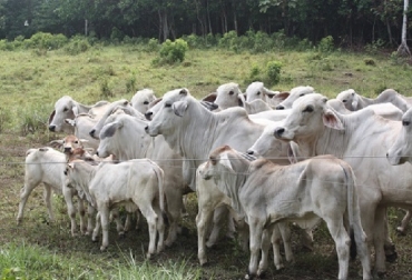 Otros aspectos sobre el crecimiento y desarrollo del aparato digestivo de los rumiantes