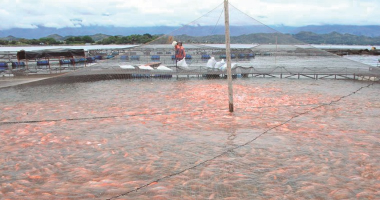 Lima, tilapia, flores y cacao los productos que impulsaron las exportaciones del agro en agosto 2022