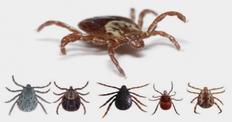 Descubren 7 especies de garrapatas en una sola región del país