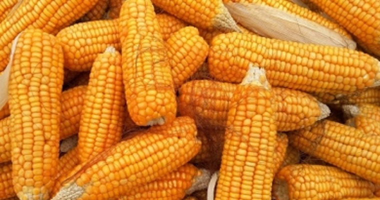 El Tolima cuenta ya con su cadena maicera