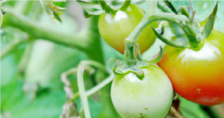 Empaques plásticos antihongos con ácido láurico pueden proteger el tomate de árbol