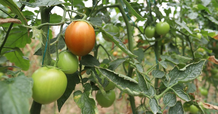Norte del Huila y la provincia de Ibagué, las mejores condiciones para producir tomate de mesa