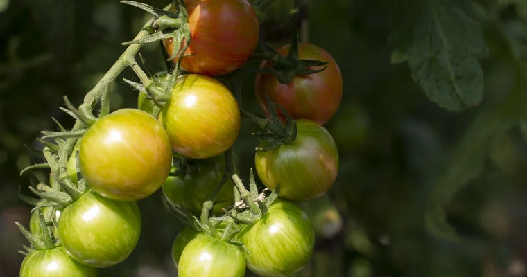 Árbol de cacao reduce en 30% la incidencia del marchitamiento en cultivo de tomate